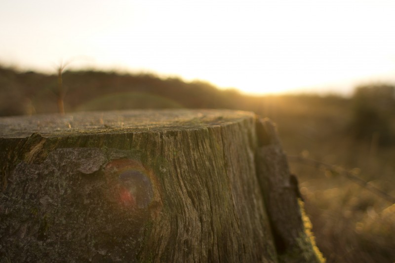 tree stump for stump grinding